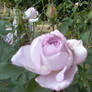 A purplish rose