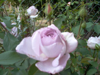 A purplish rose