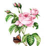 ScientificIllustration - ROSA CENTIFOLIA