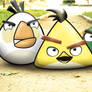 The Real Life:Angry Birds #2