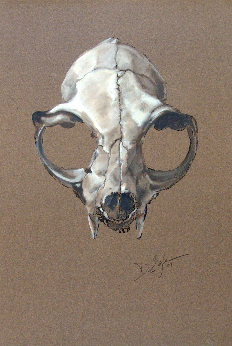 Catskull Study