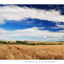 Harvest time - I