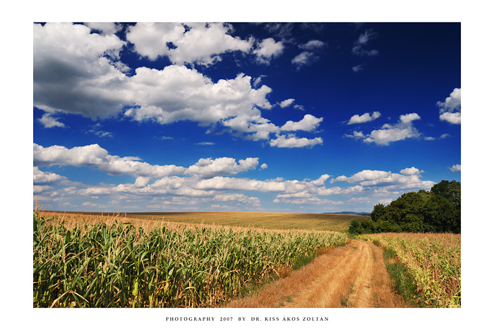 July in Oroszlo' - I