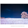 The Tree of Time