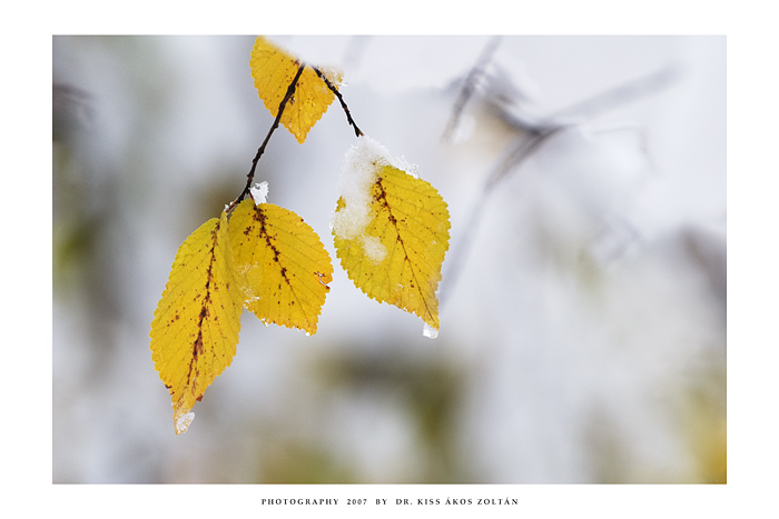 The first snow