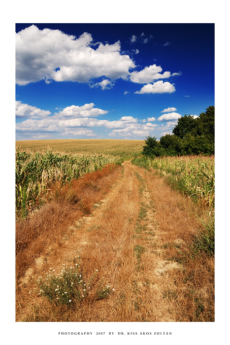 July in Oroszlo' - III