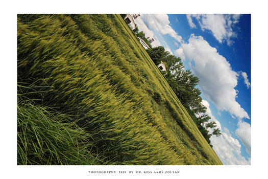 Green fields of summer - VI