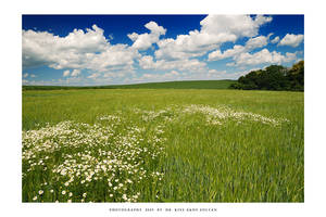 Green fields of summer - XIII
