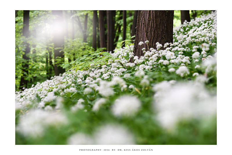 Springtime carpet - II by DimensionSeven