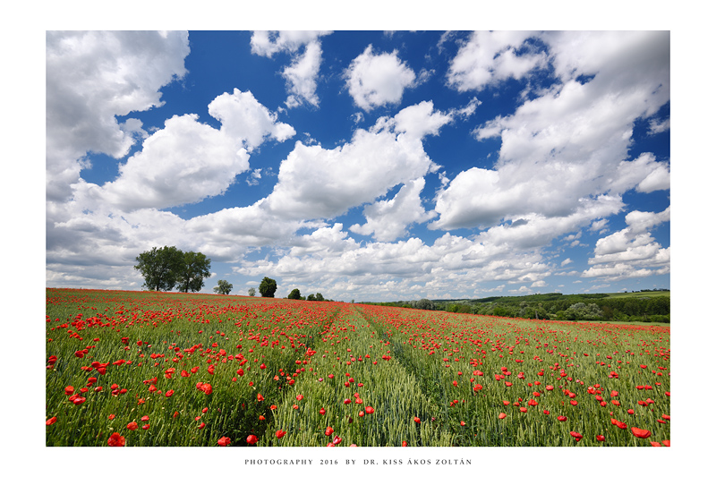 The poppies of Mernye - II