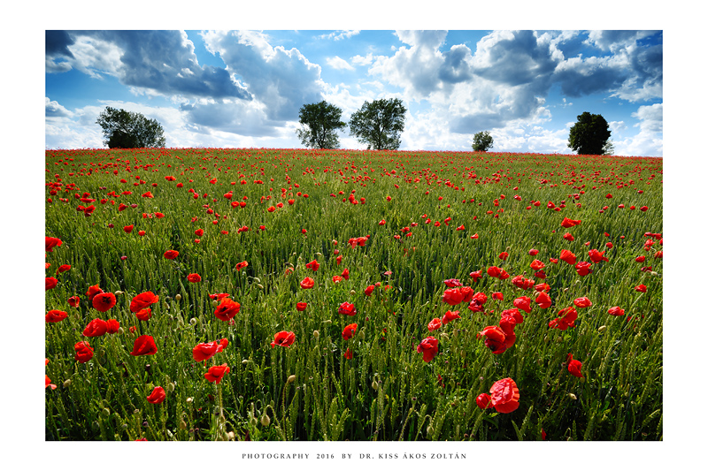 The poppies of Mernye - III