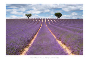 Provence - XII