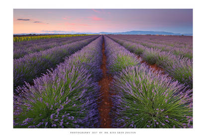 Provence - XX