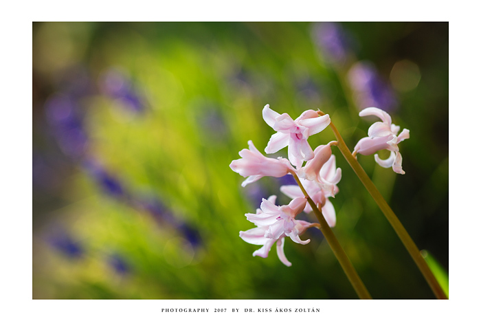 Hyacinth