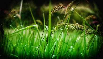 Green Grass