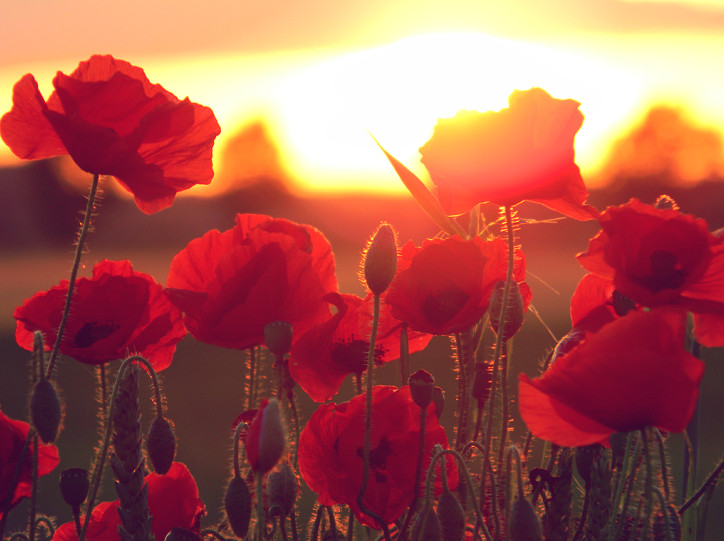 Macro Poppies