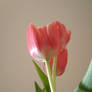 Tulip II