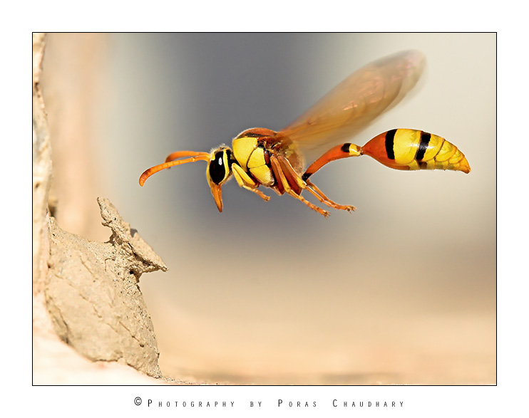 Yellow Potter Wasp