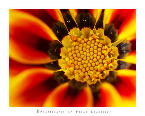 Gazania