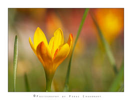 Yellow Crocus Flower