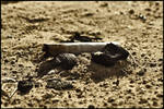 Smoked by nonameface24