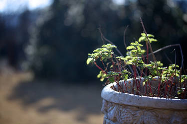 Pick a Pot or Two...