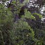 Spiderweb