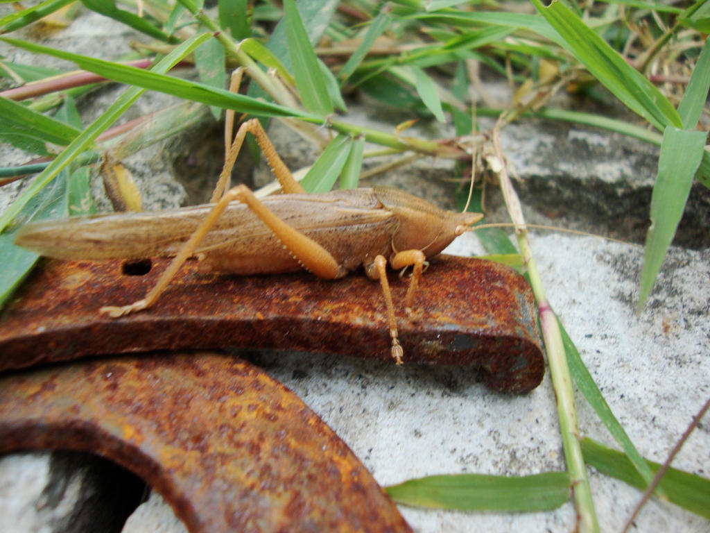 Brown Cricket