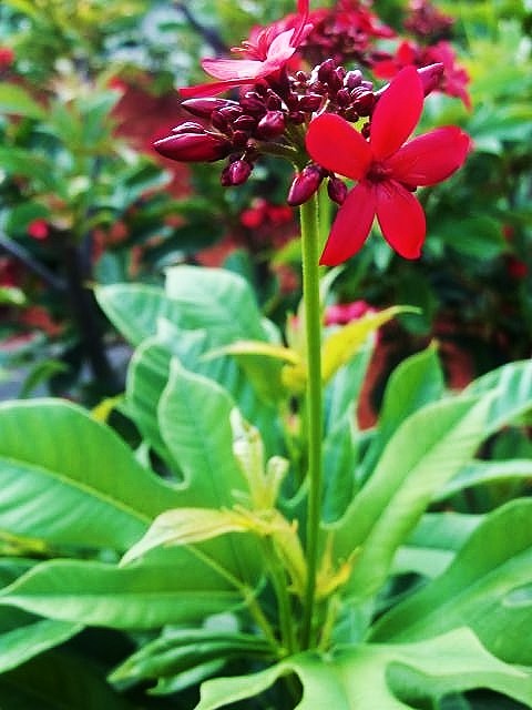 Little Red Flower