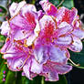 Pink Rhododendron (Daytime)