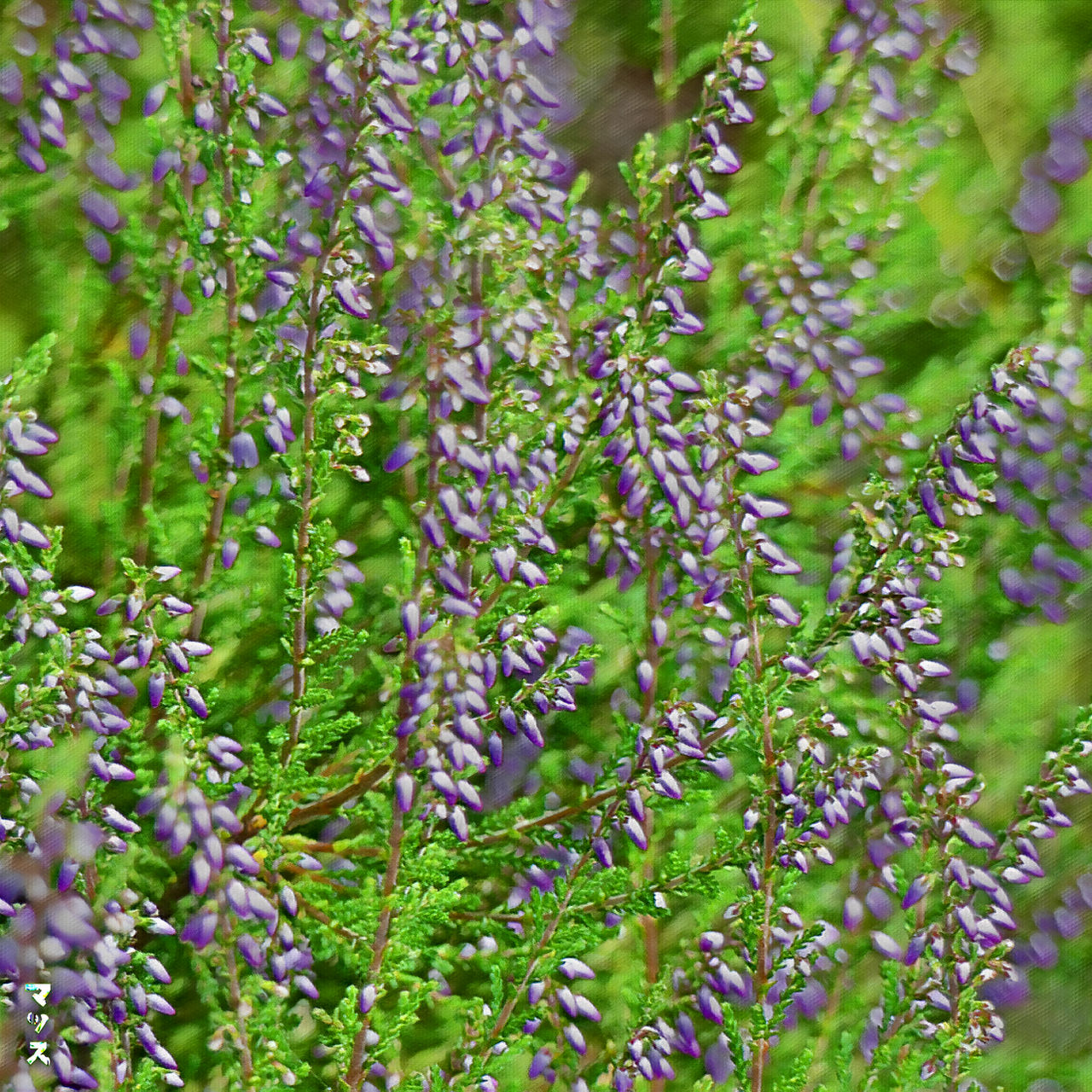 Calluna (Daytime) by MightyMads on DeviantArt