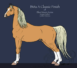 BMa A Classic Finish - Morgan