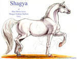 Shagya by lantairvlea