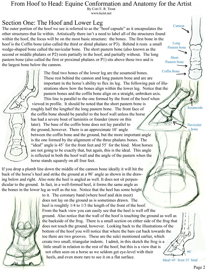 From Hoof To Head-Hoof p2