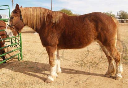 Belgian Draft Mare - Ruby