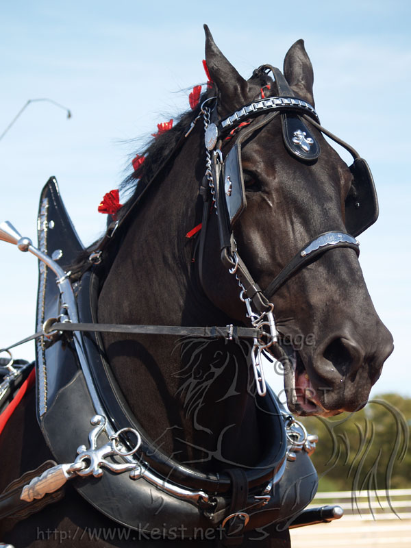 ADHMA Draft Show Percheron