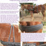 Pleasure Driving Harness I