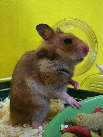 Hamster