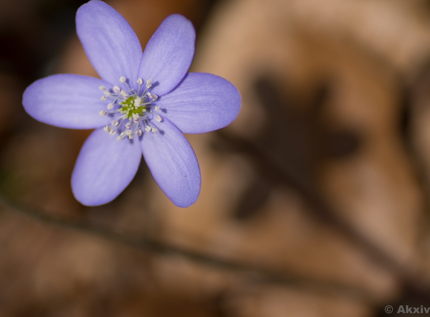 Liverwort with Shadow