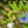 Chalk-Blue Butterfly from above