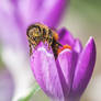 Bee out of a crocus