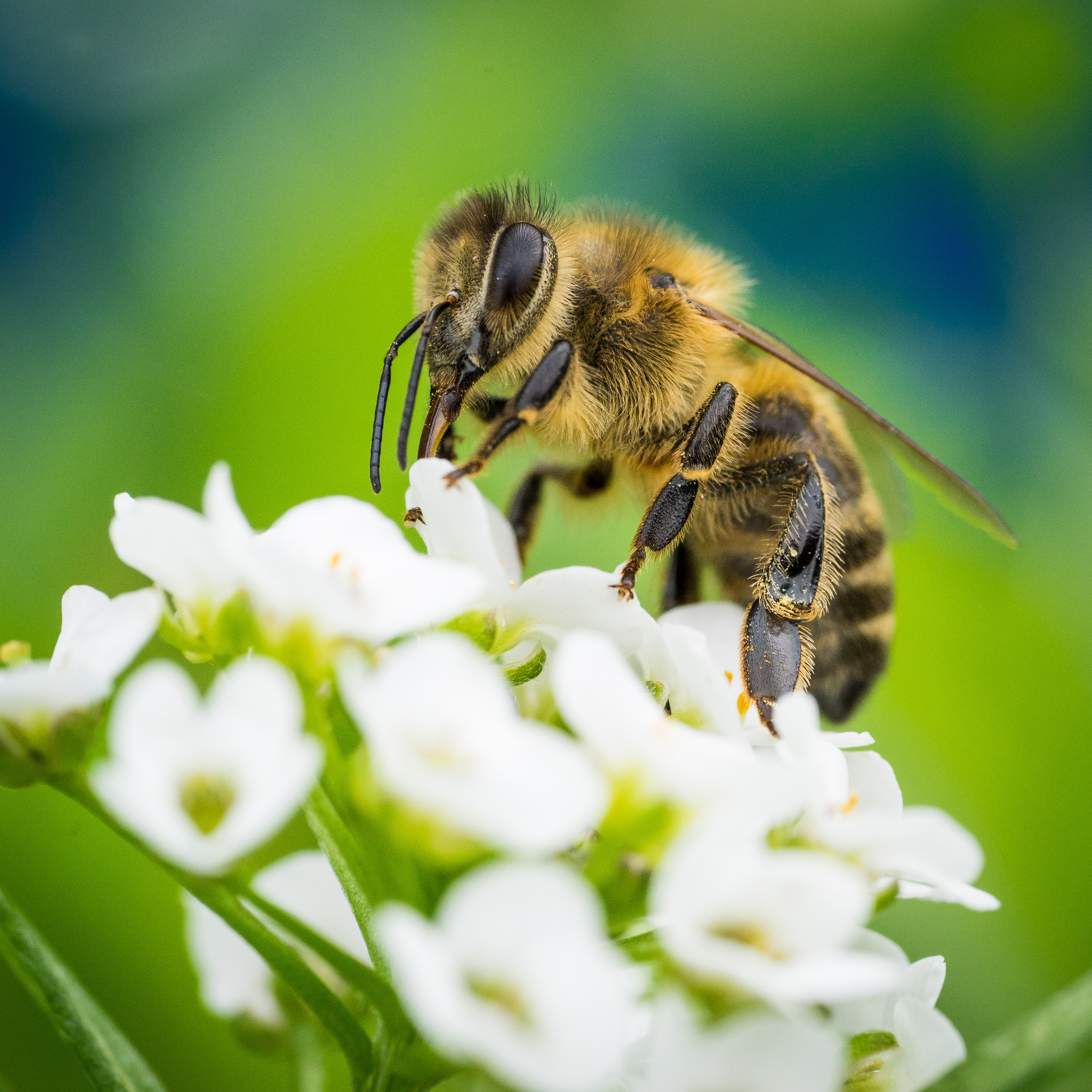 Bee with little Flowers