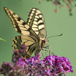 Swallowtail