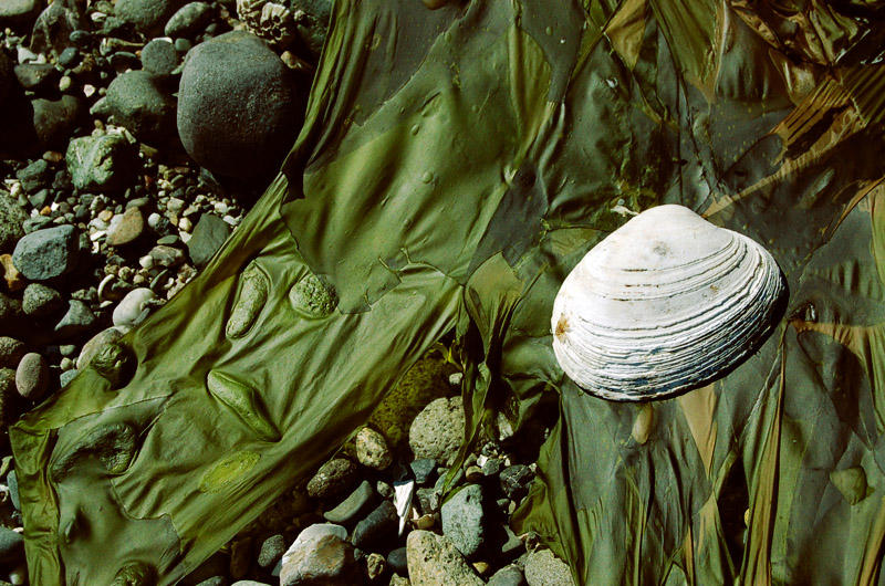 Weedshell by GirlGone on DeviantArt