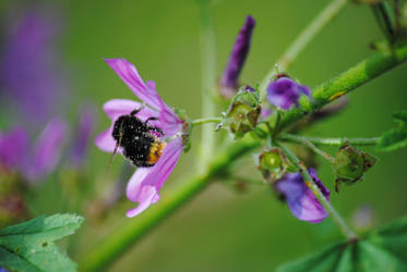 Pollen