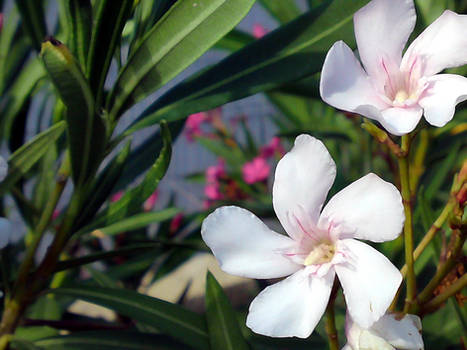 Fleurs de Laurier