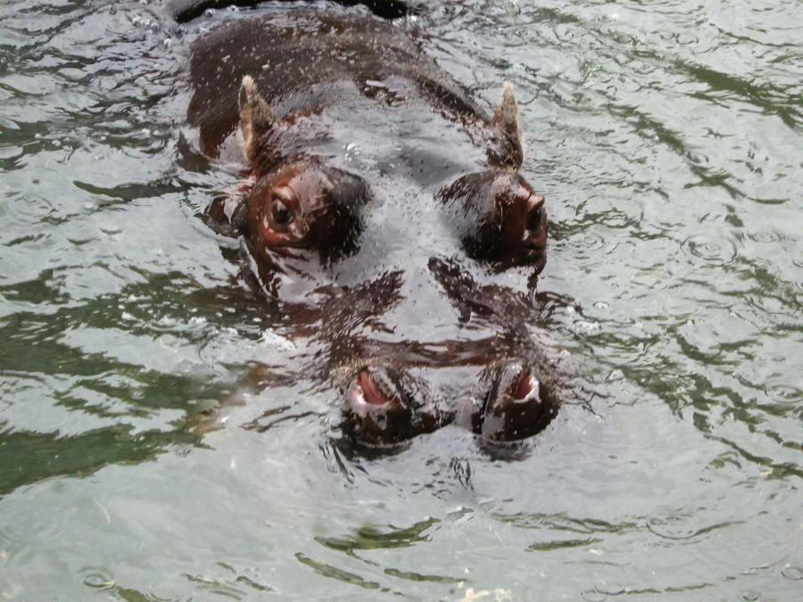 Hippo