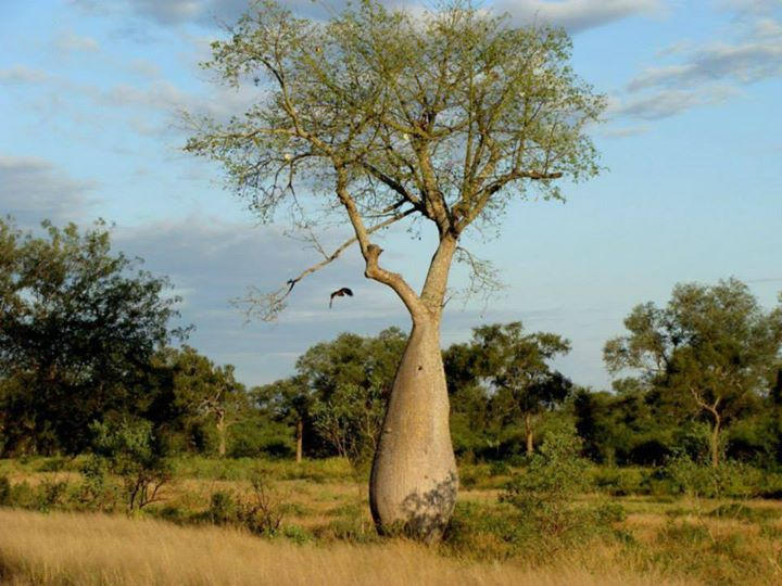 Paraguayan Tree Samuhu by FSoler on DeviantArt