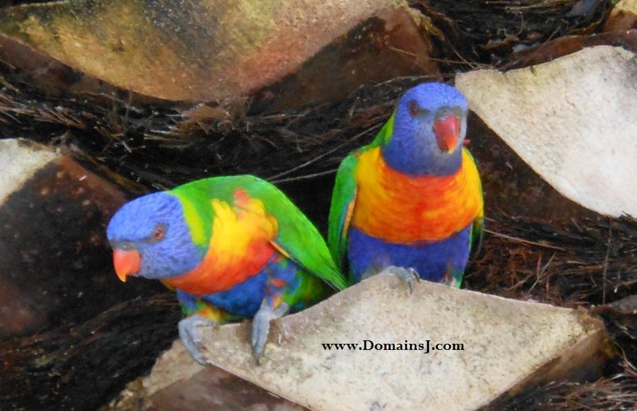 Mr and Mrs Parrot