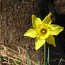 Daffodil